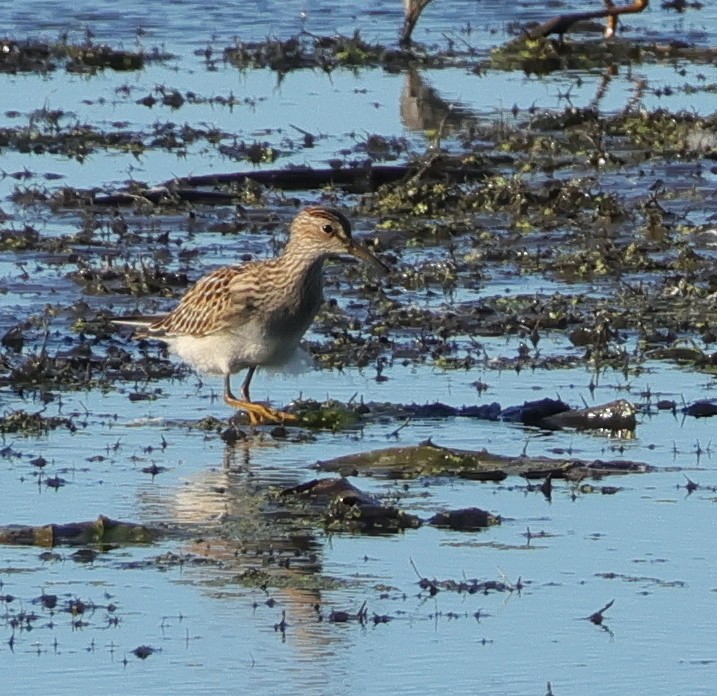 Txirri pektorala - ML644710408