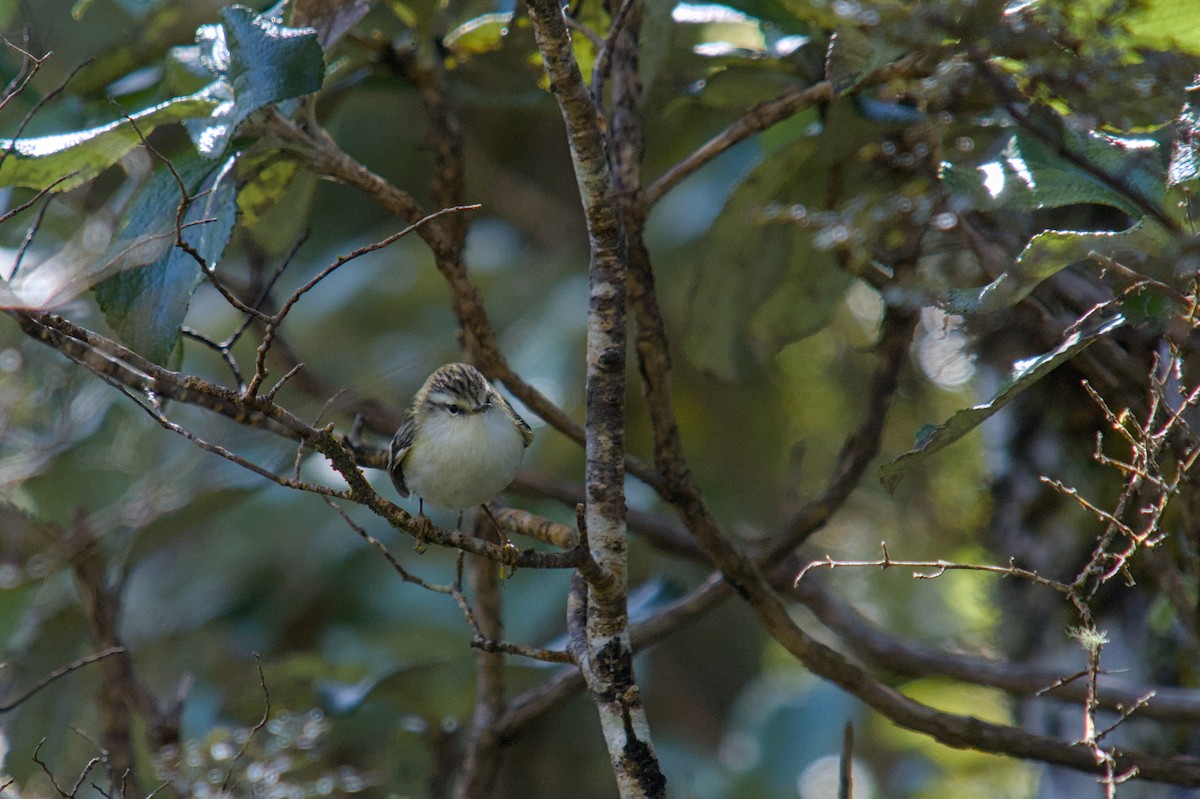 Rifleman - ML644710410