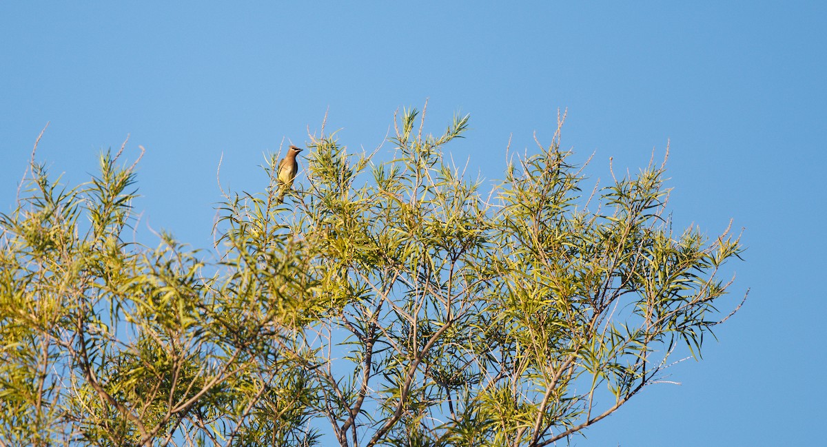 ヒメレンジャク - ML644710414