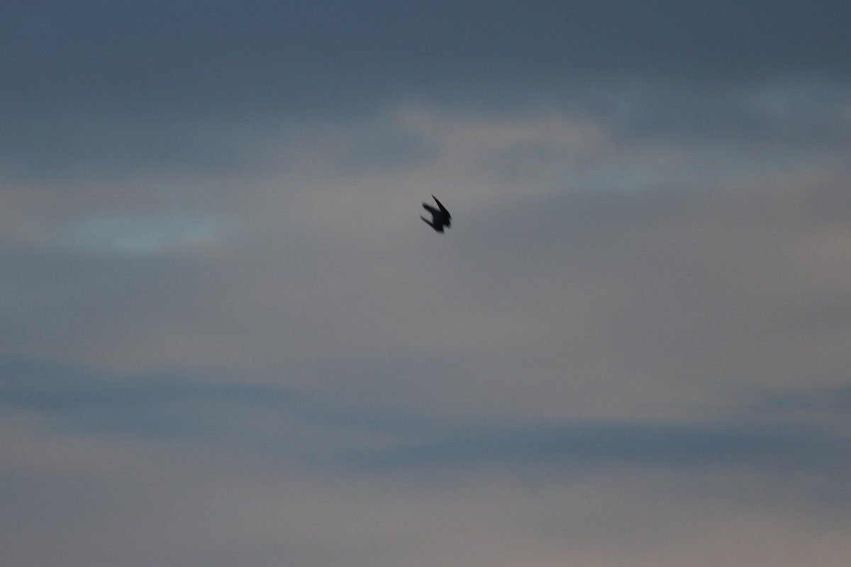 ハヤブサ - ML644710415