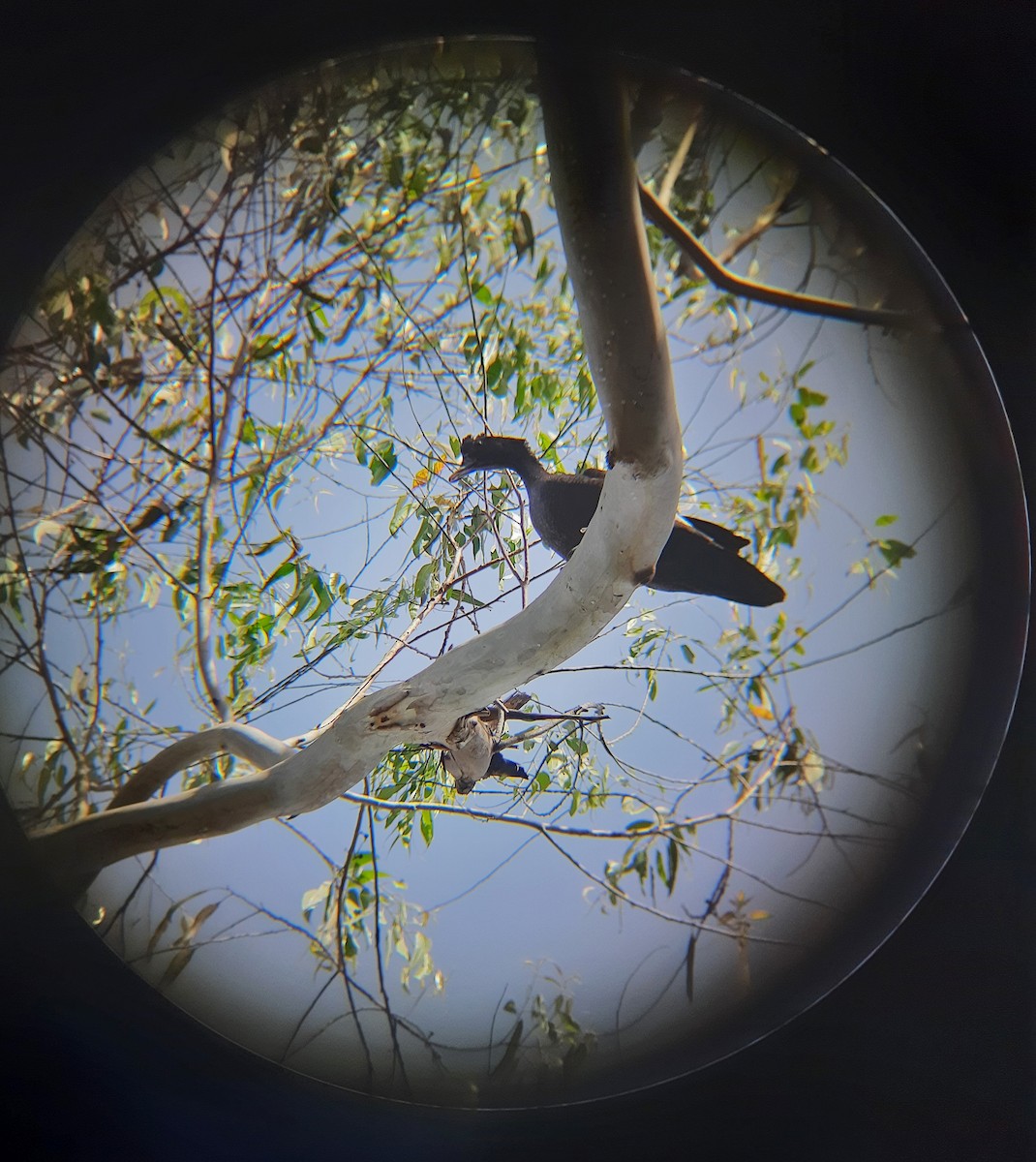 Muscovy Duck - ML644710416