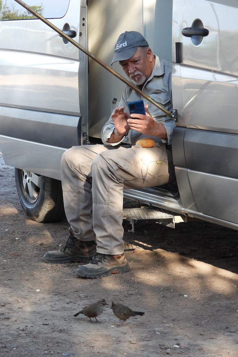 topptapakulo - ML644710425