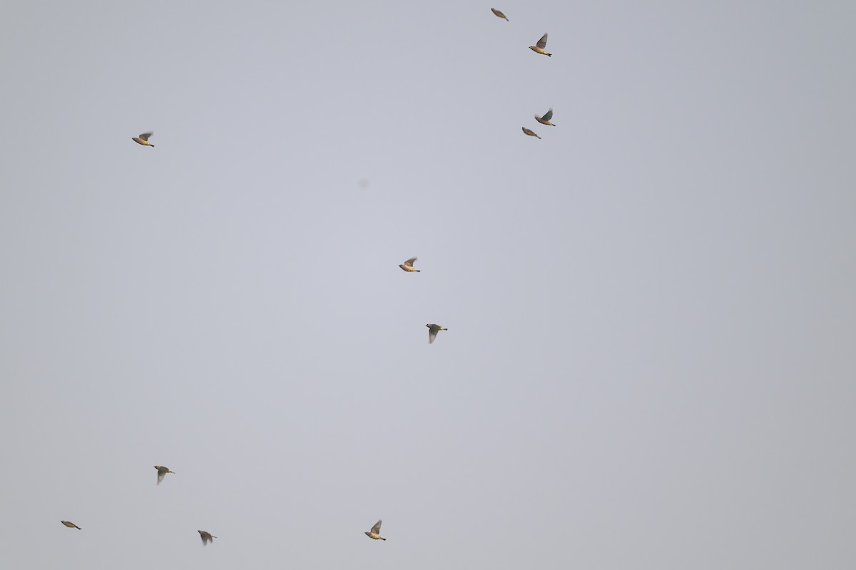 ヒメレンジャク - ML644710428