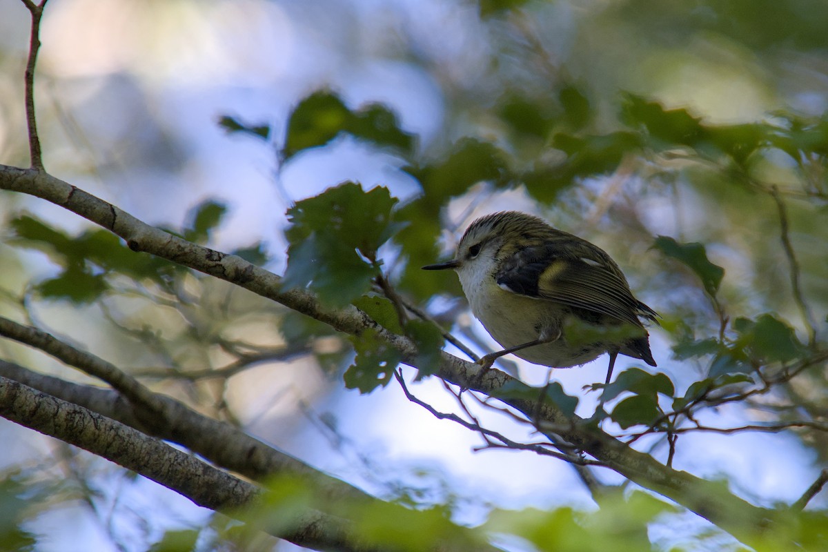 Rifleman - ML644710429