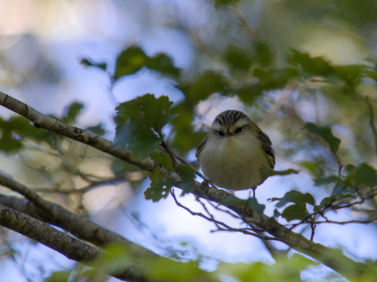 Rifleman - ML644710440