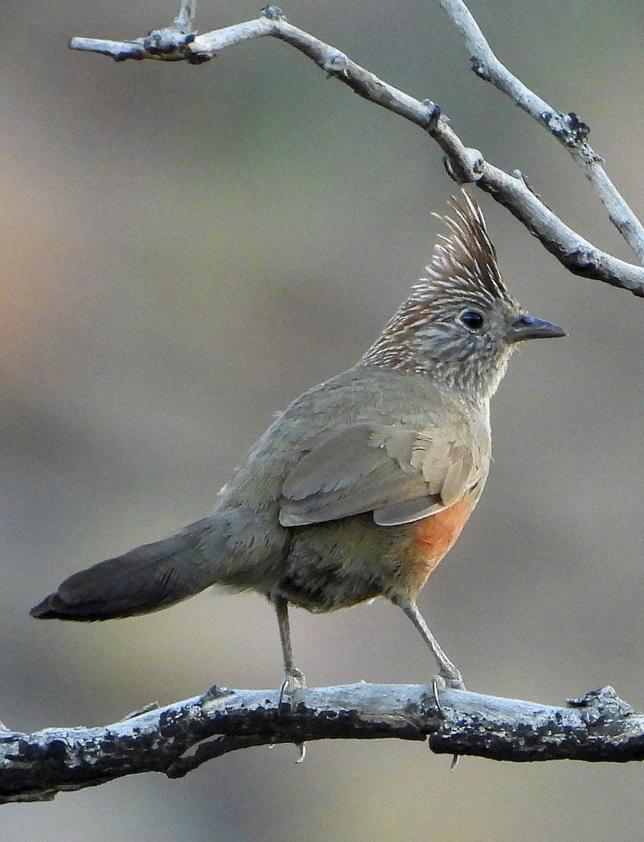 topptapakulo - ML644710441