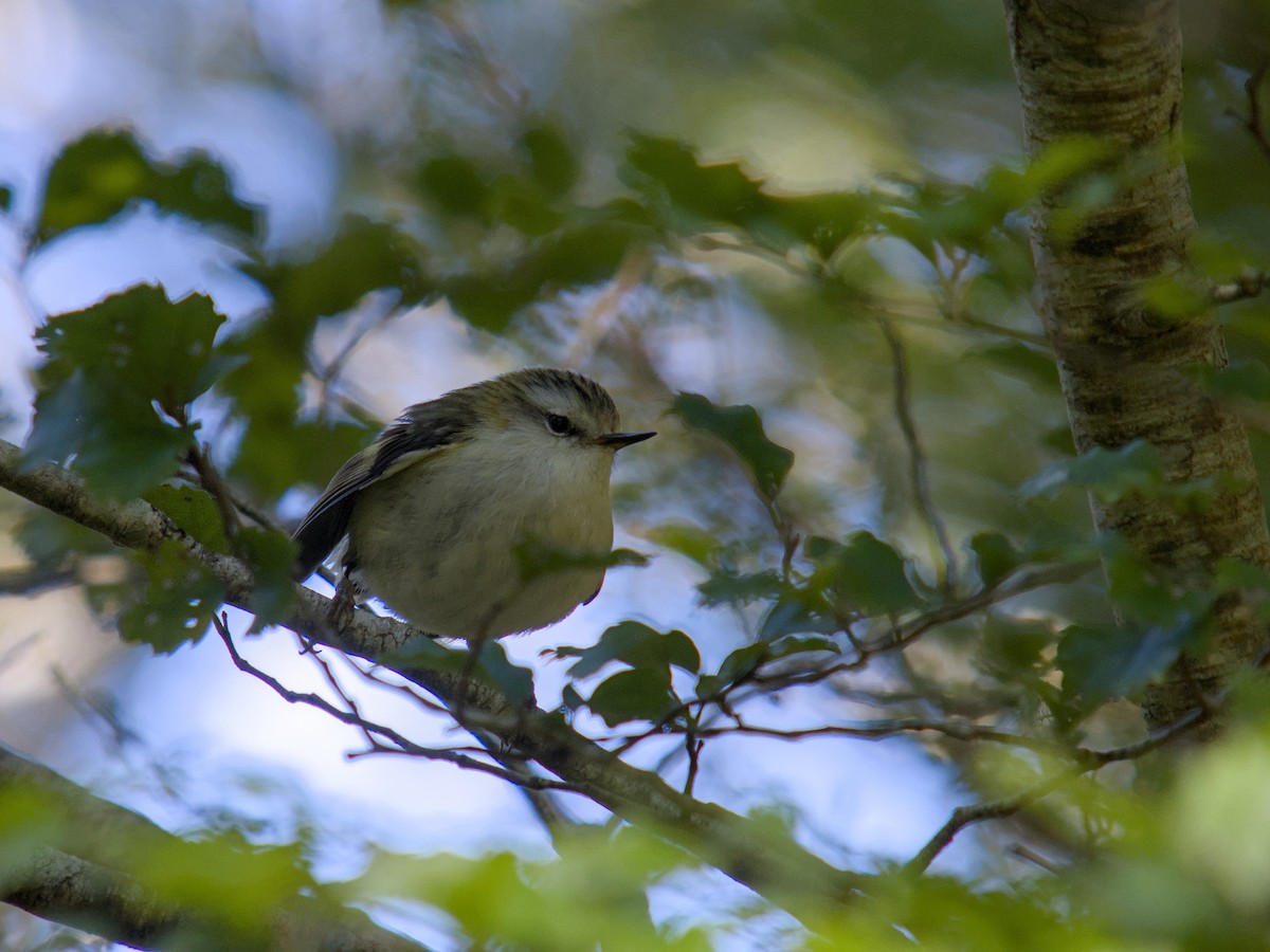 Rifleman - ML644710445