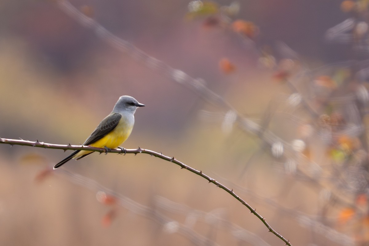 Batı Tiranı - ML644710448