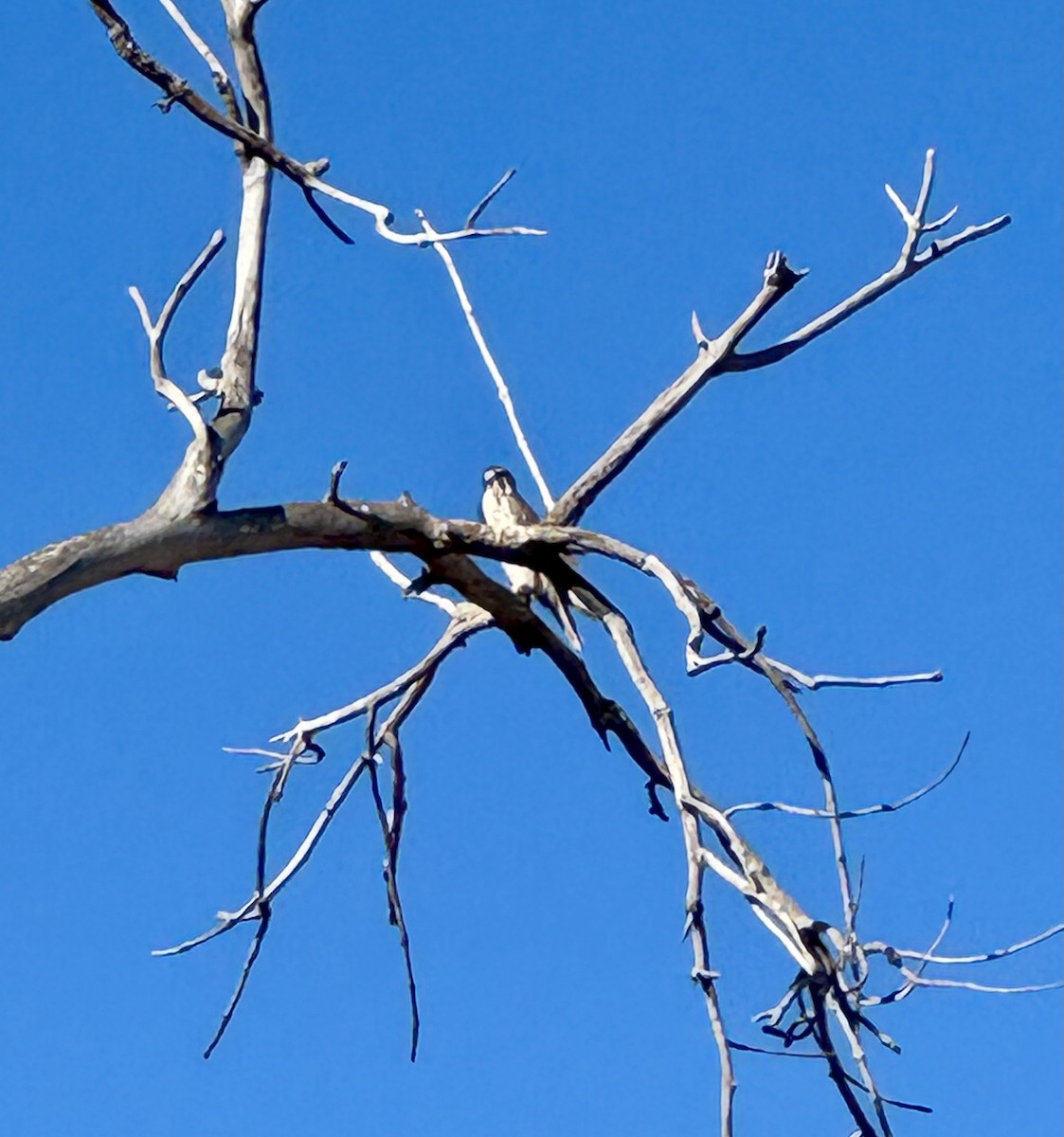 Хайргууна шонхор - ML644710450