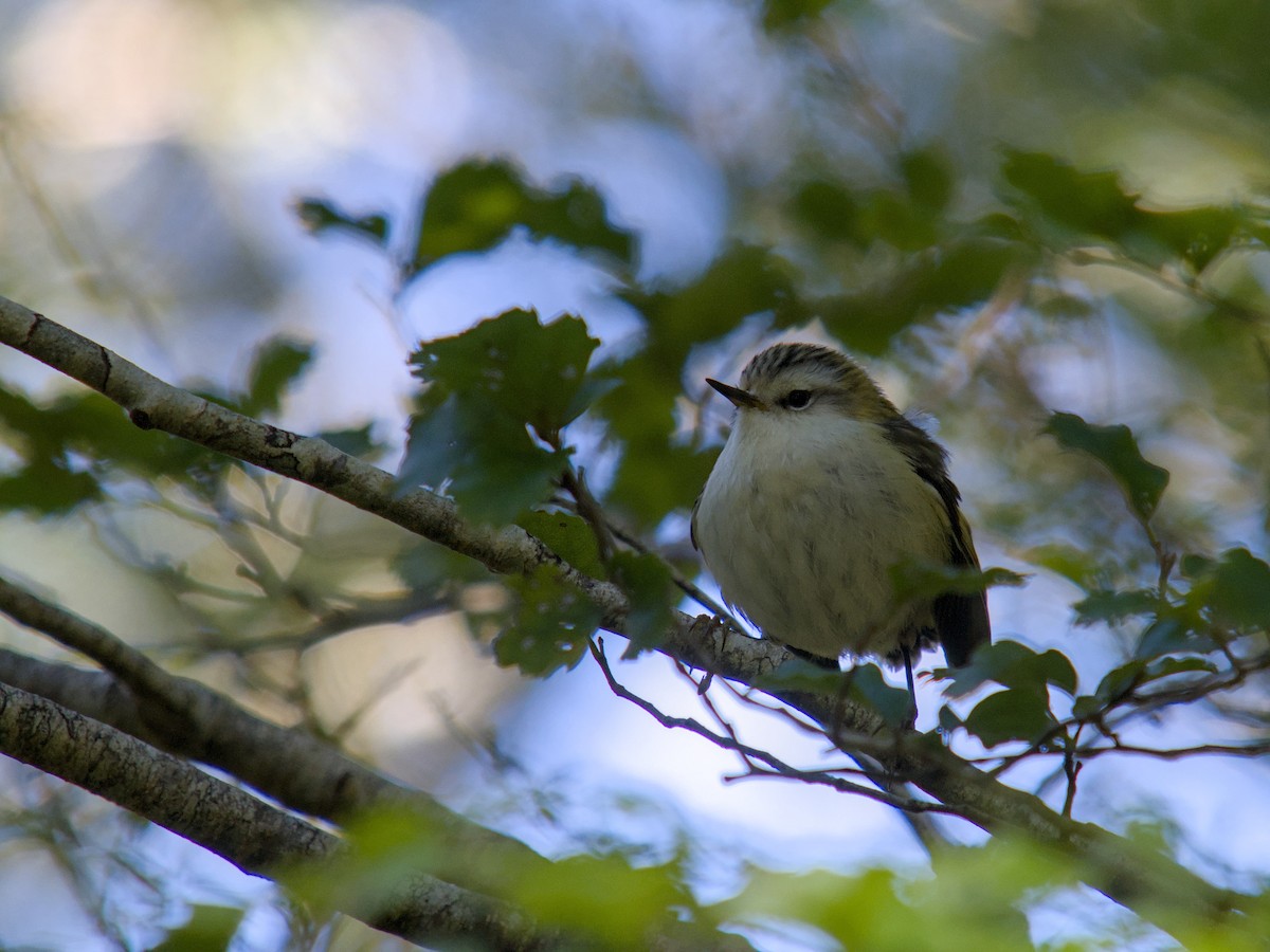 Rifleman - ML644710451