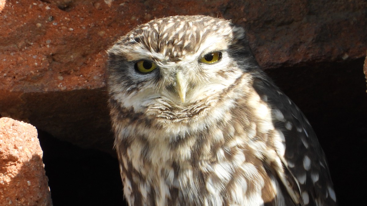 Сич хатній - ML644710452