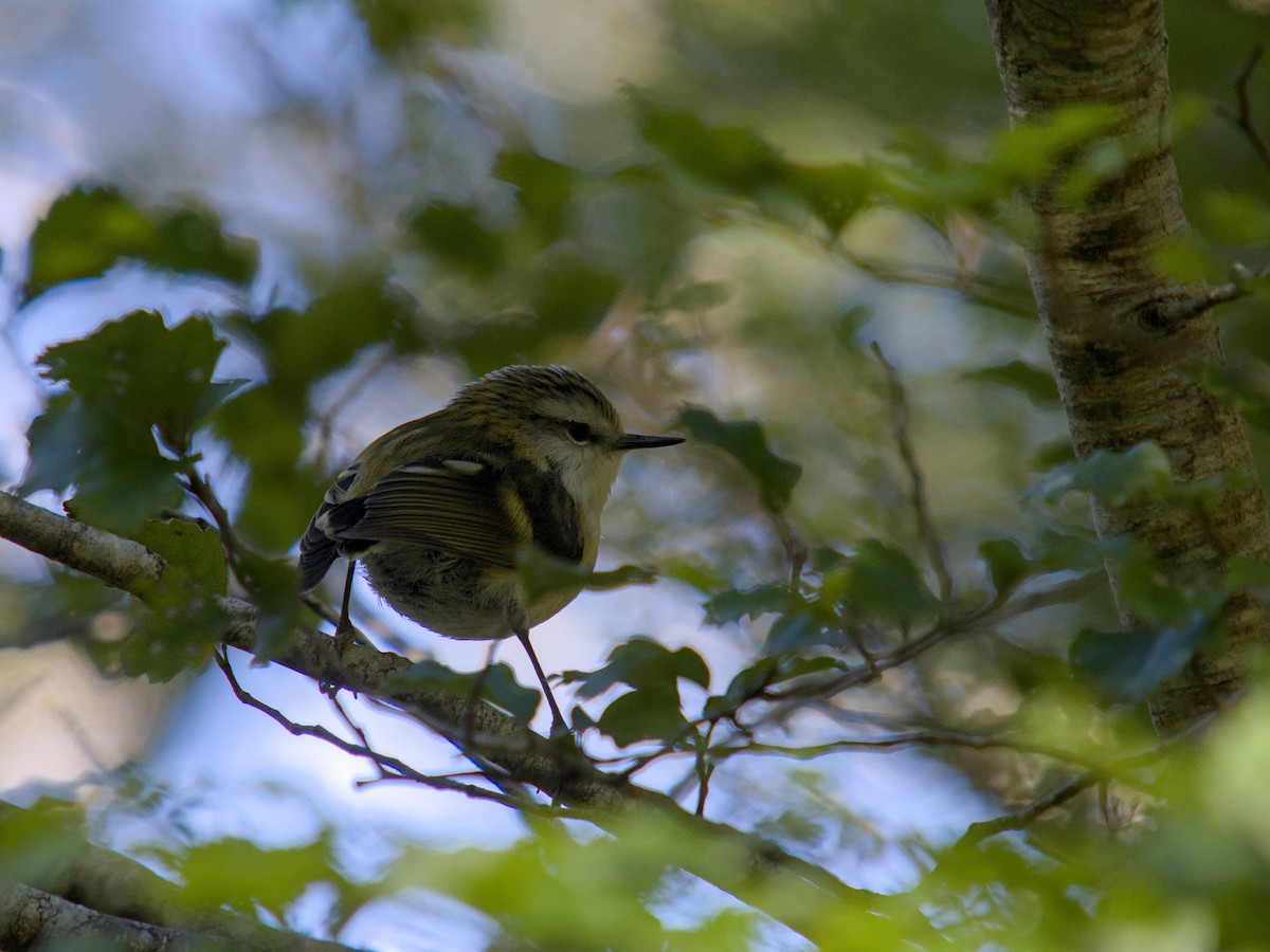 Rifleman - ML644710457