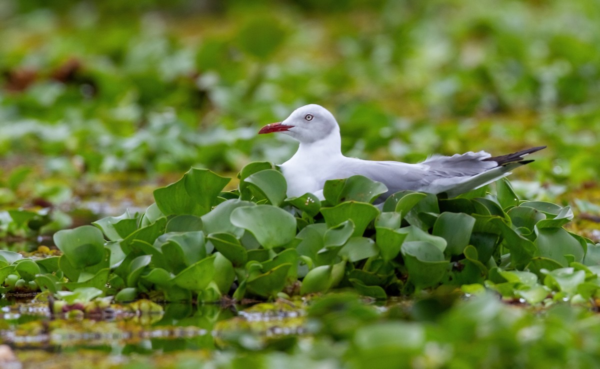 Antxeta burugrisa - ML644710459