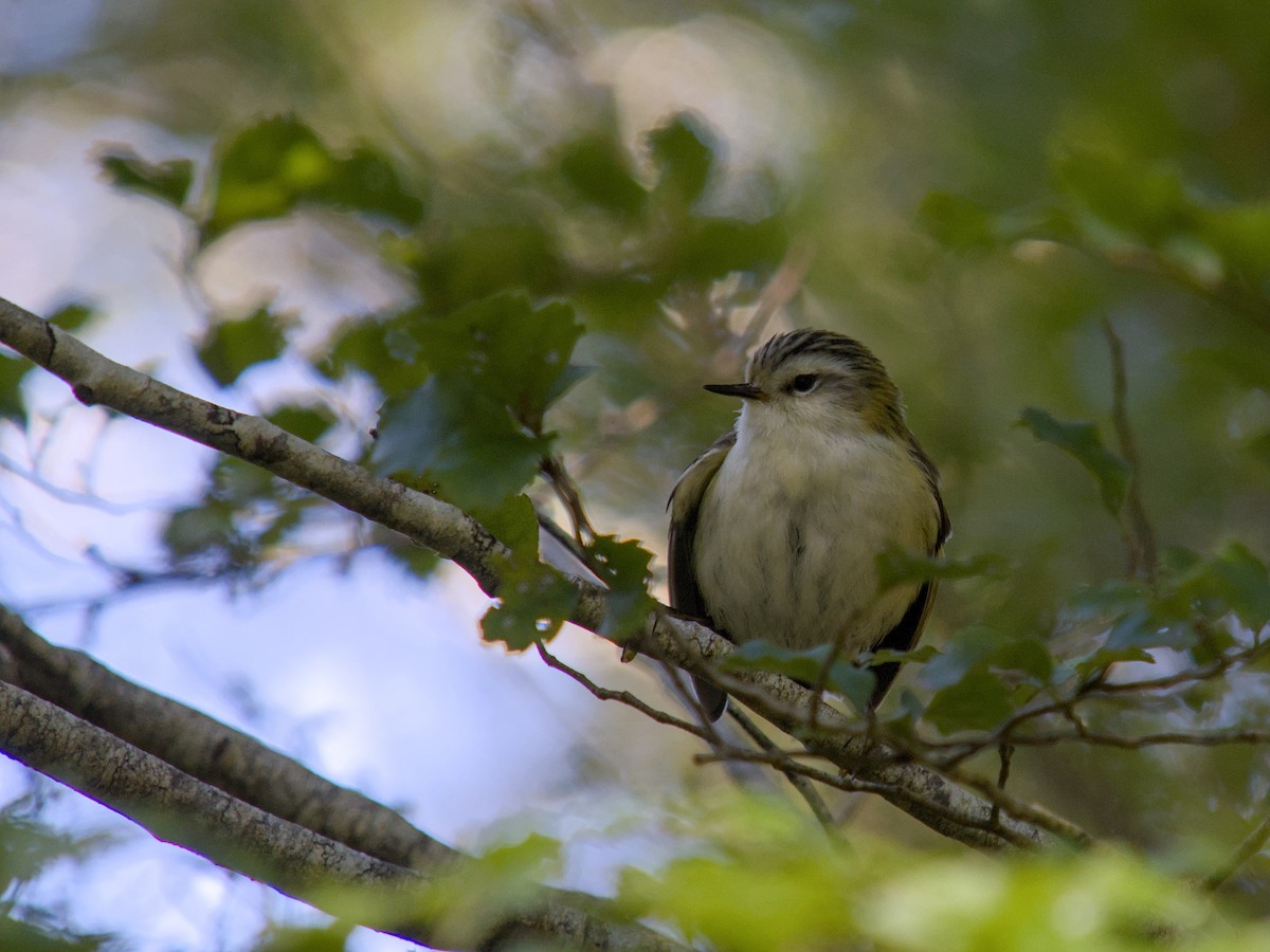 Rifleman - ML644710460