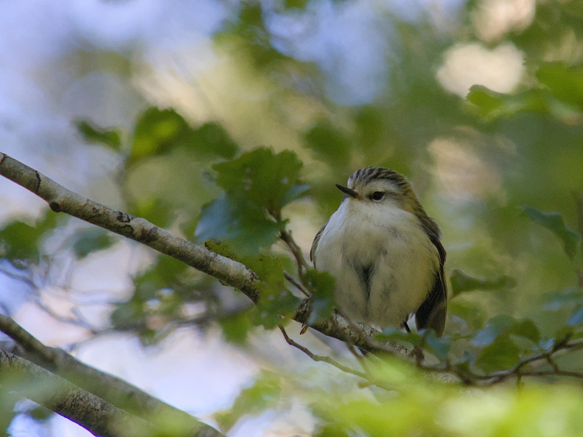 Rifleman - ML644710463