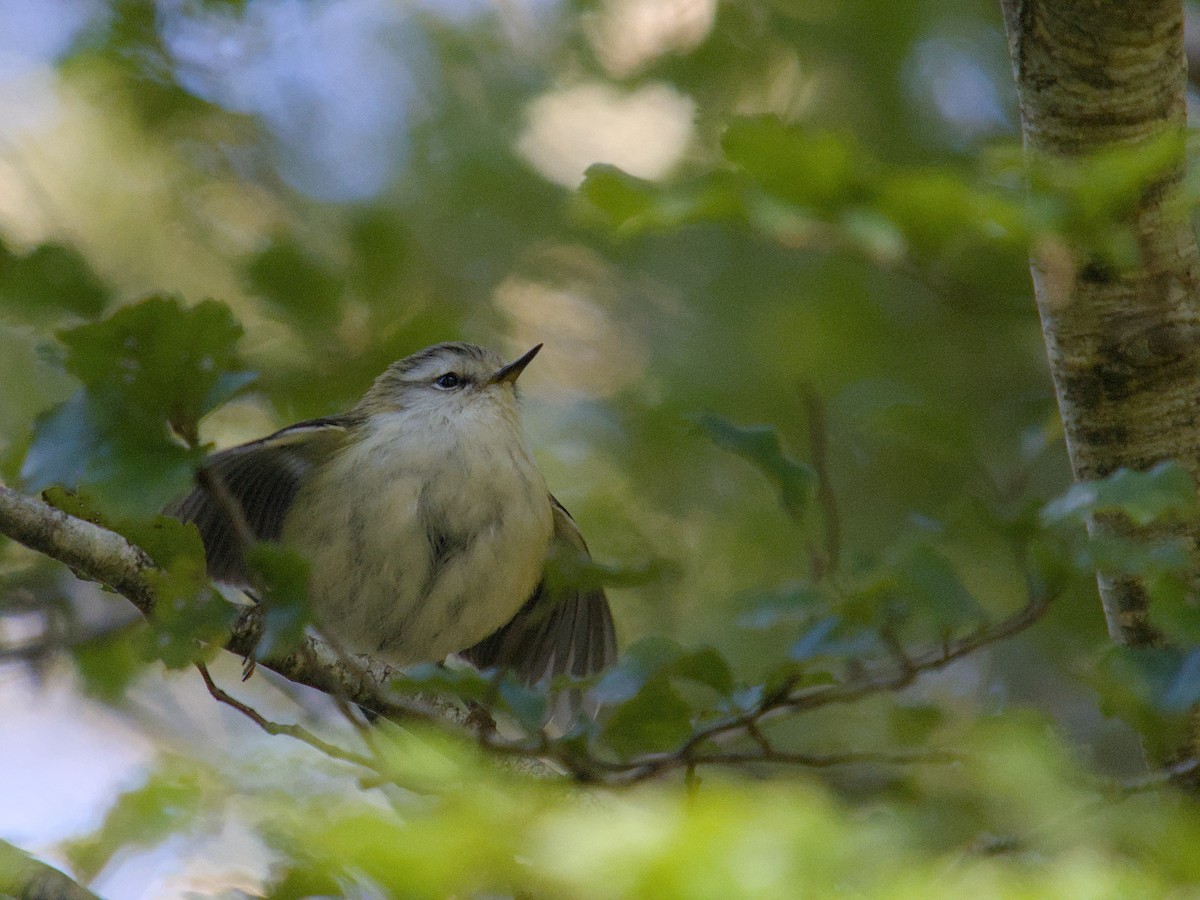 Rifleman - ML644710477