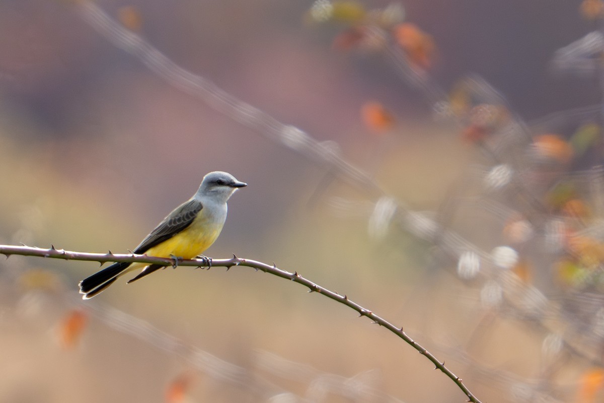 Batı Tiranı - ML644710478