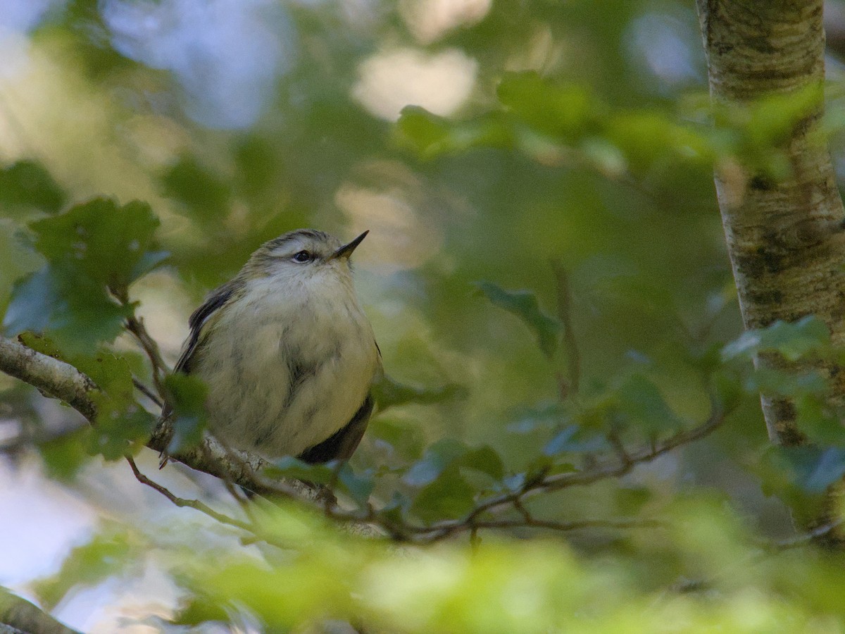 Rifleman - ML644710479