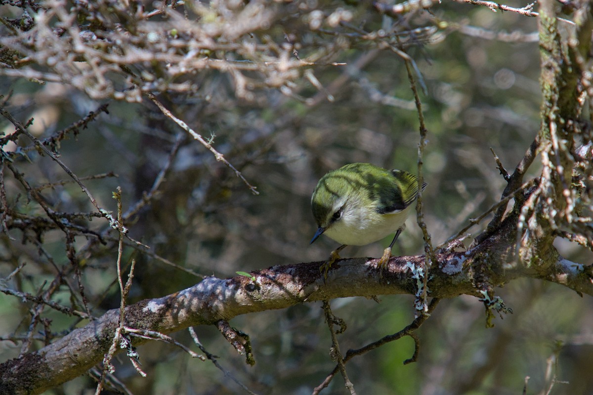 Rifleman - ML644710483