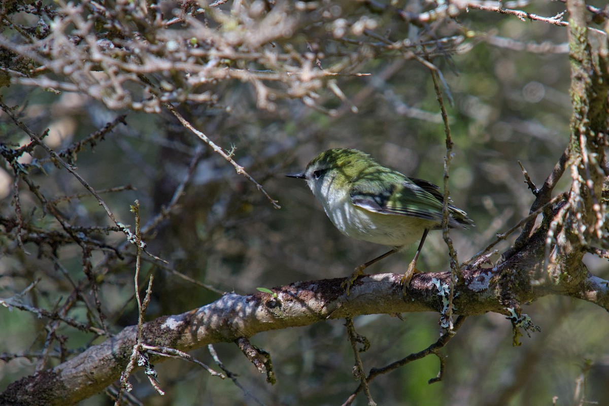 Rifleman - ML644710494