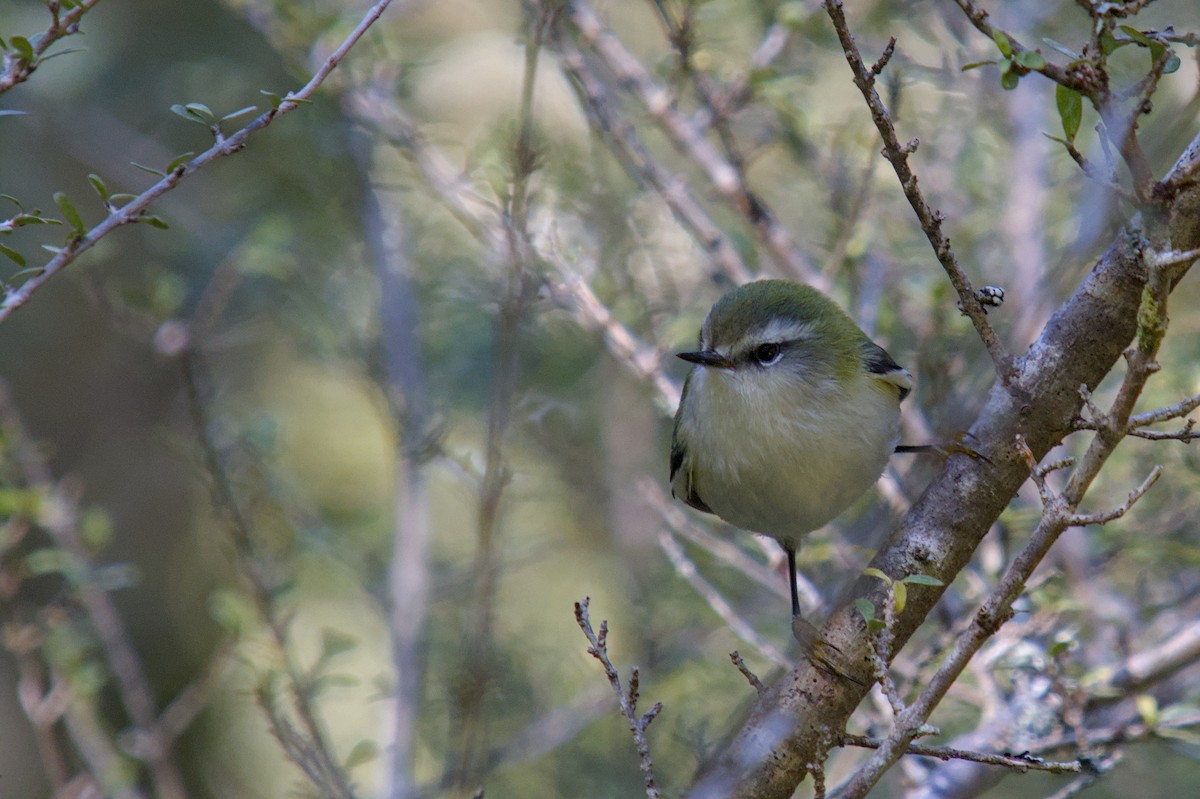 Rifleman - ML644710499