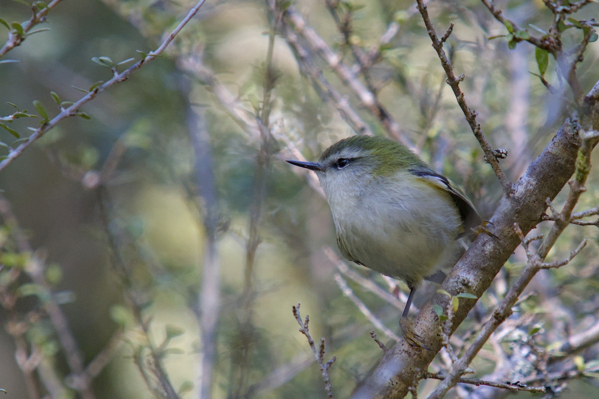 Rifleman - ML644710503