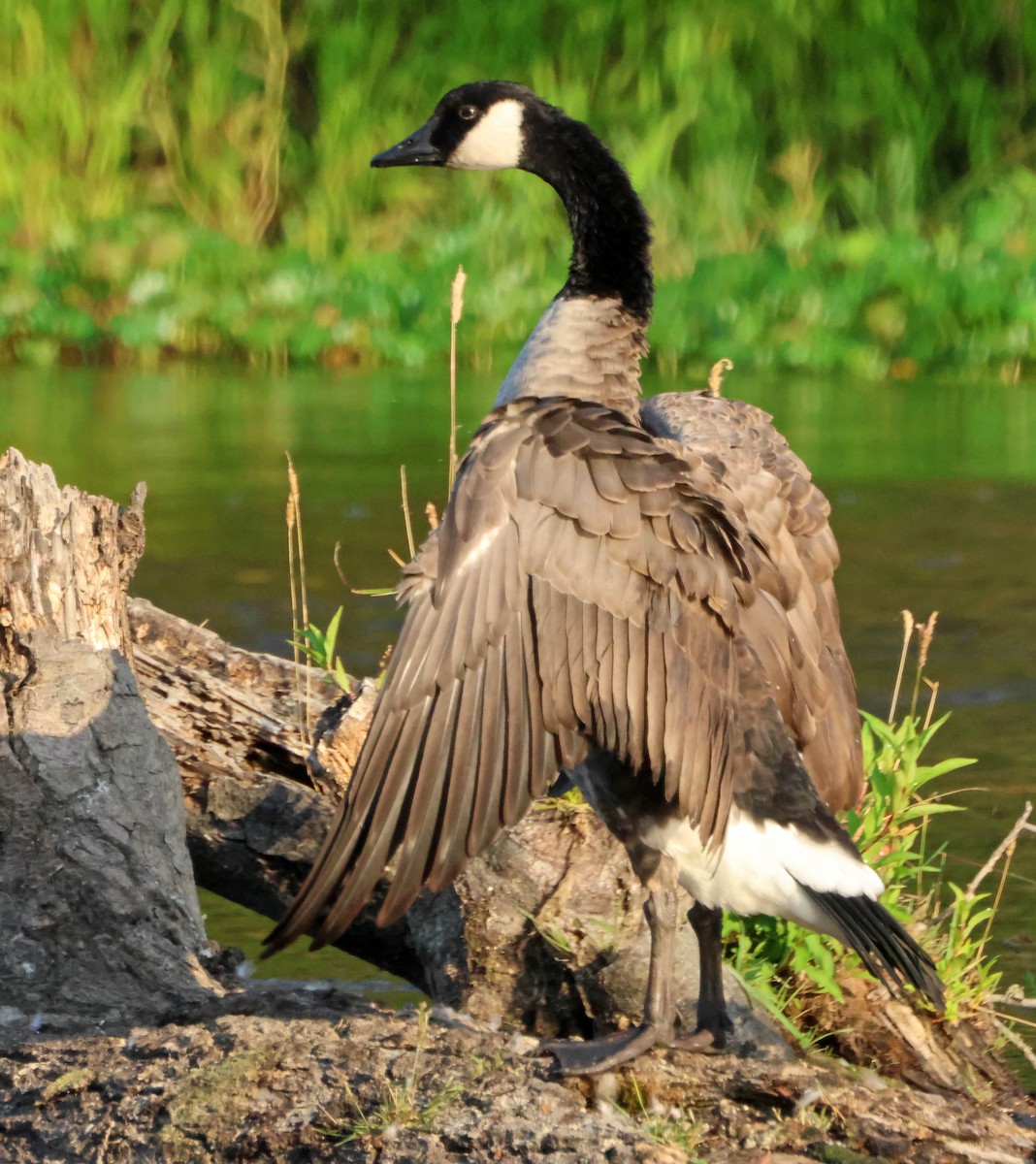 ברנטה קנדית - ML644710504