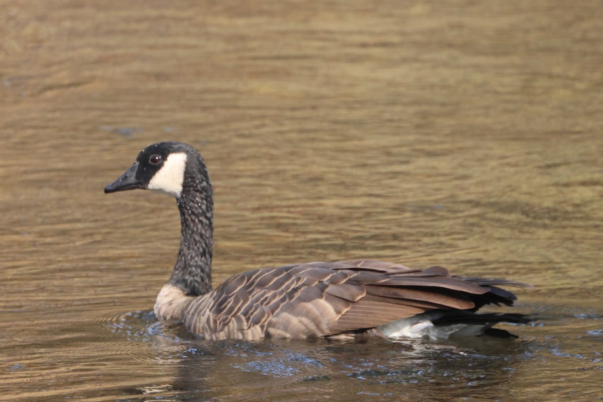 ברנטה קנדית - ML644710510