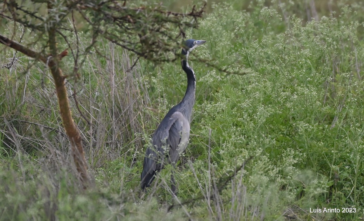 Black-headed Heron - ML644710511
