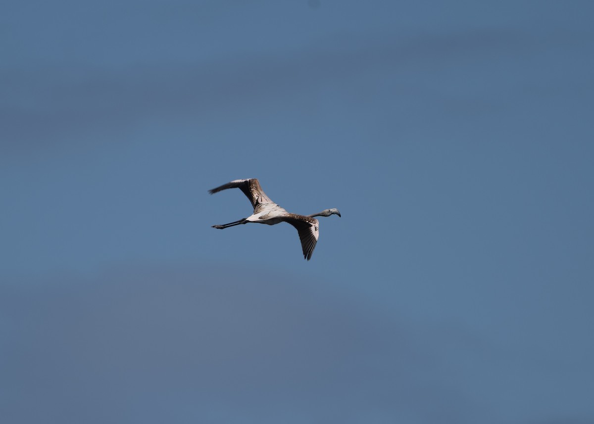 Flamenko handia - ML644710513