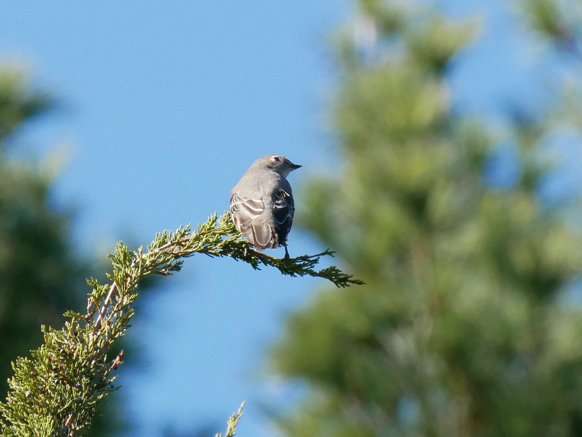 Townsend's Solitaire - ML644710520