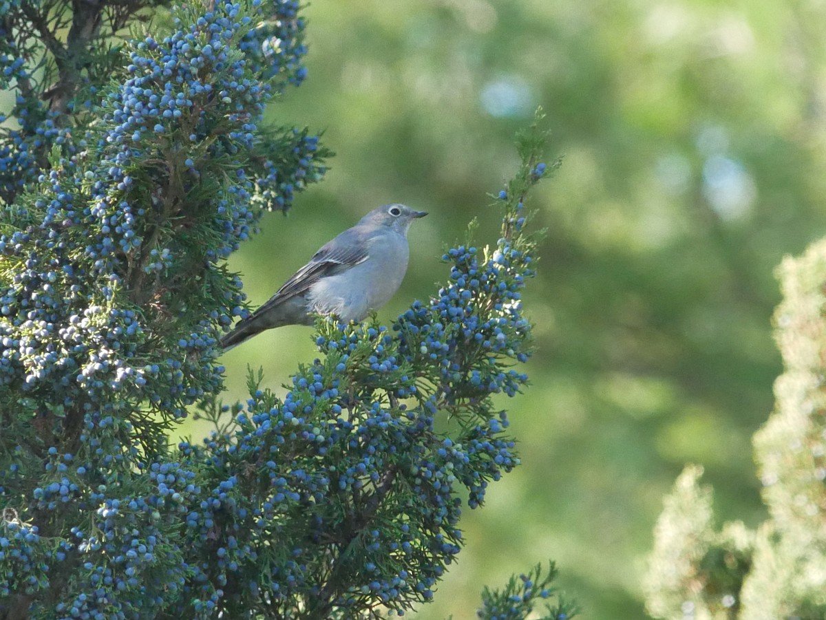 Townsend's Solitaire - ML644710521