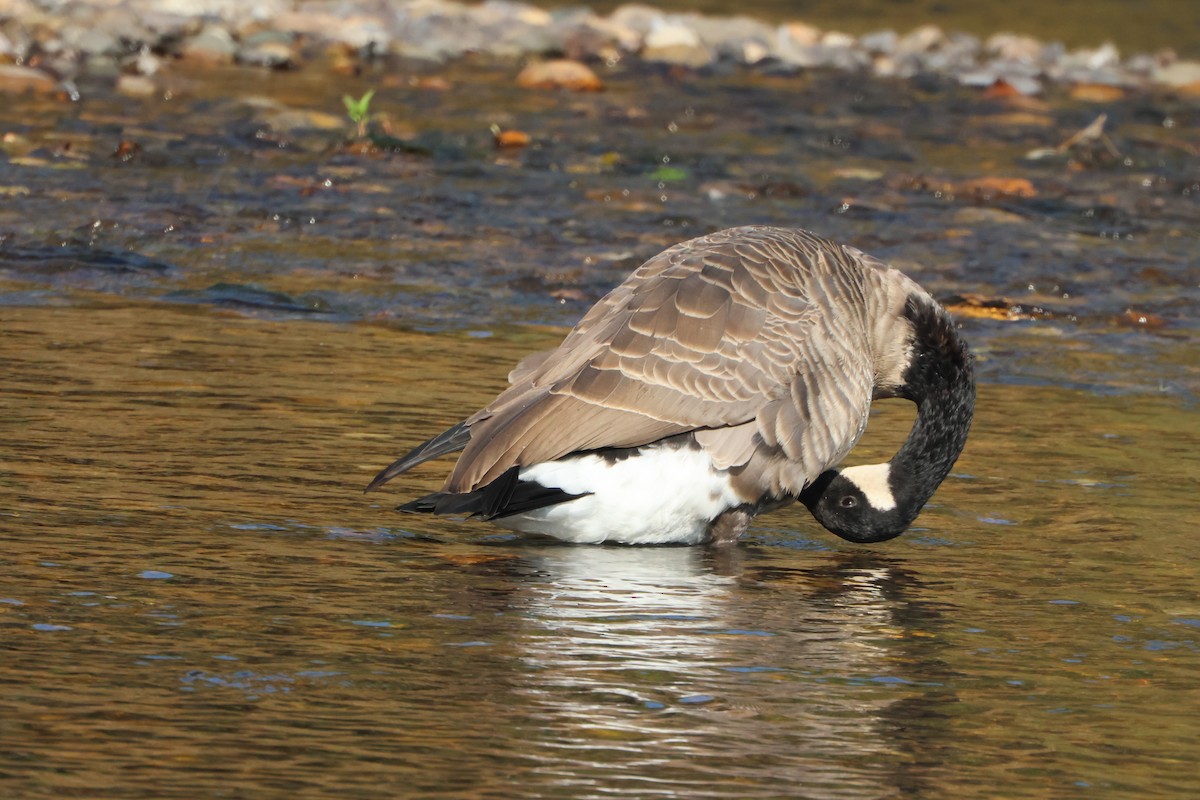 ברנטה קנדית - ML644710524