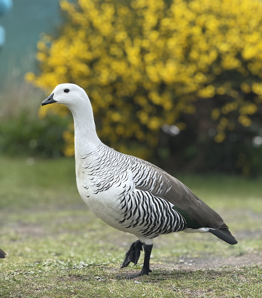 Ouette de Magellan - ML644710530