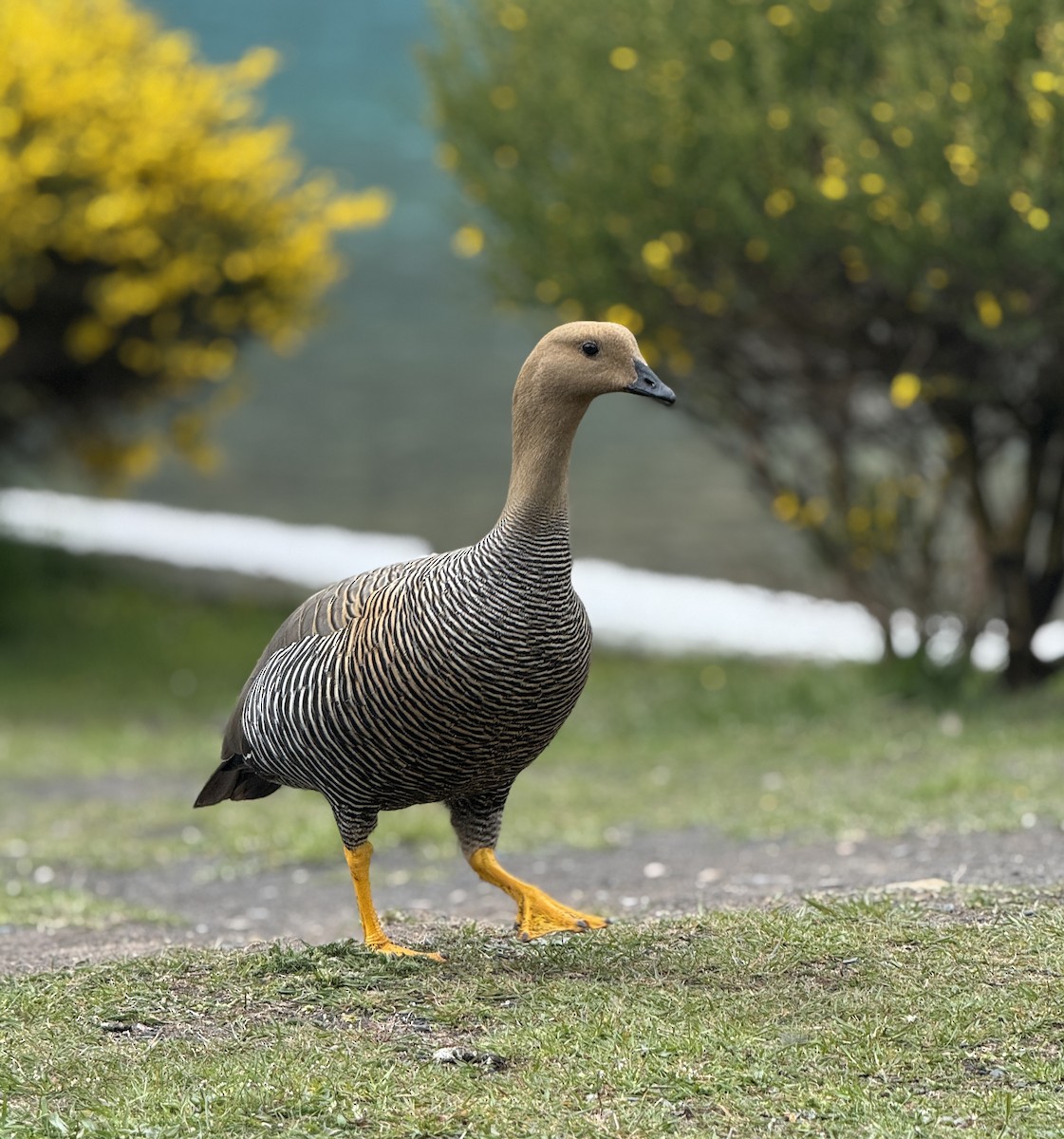 Ouette de Magellan - ML644710531