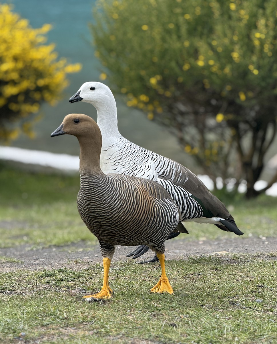 Ouette de Magellan - ML644710532