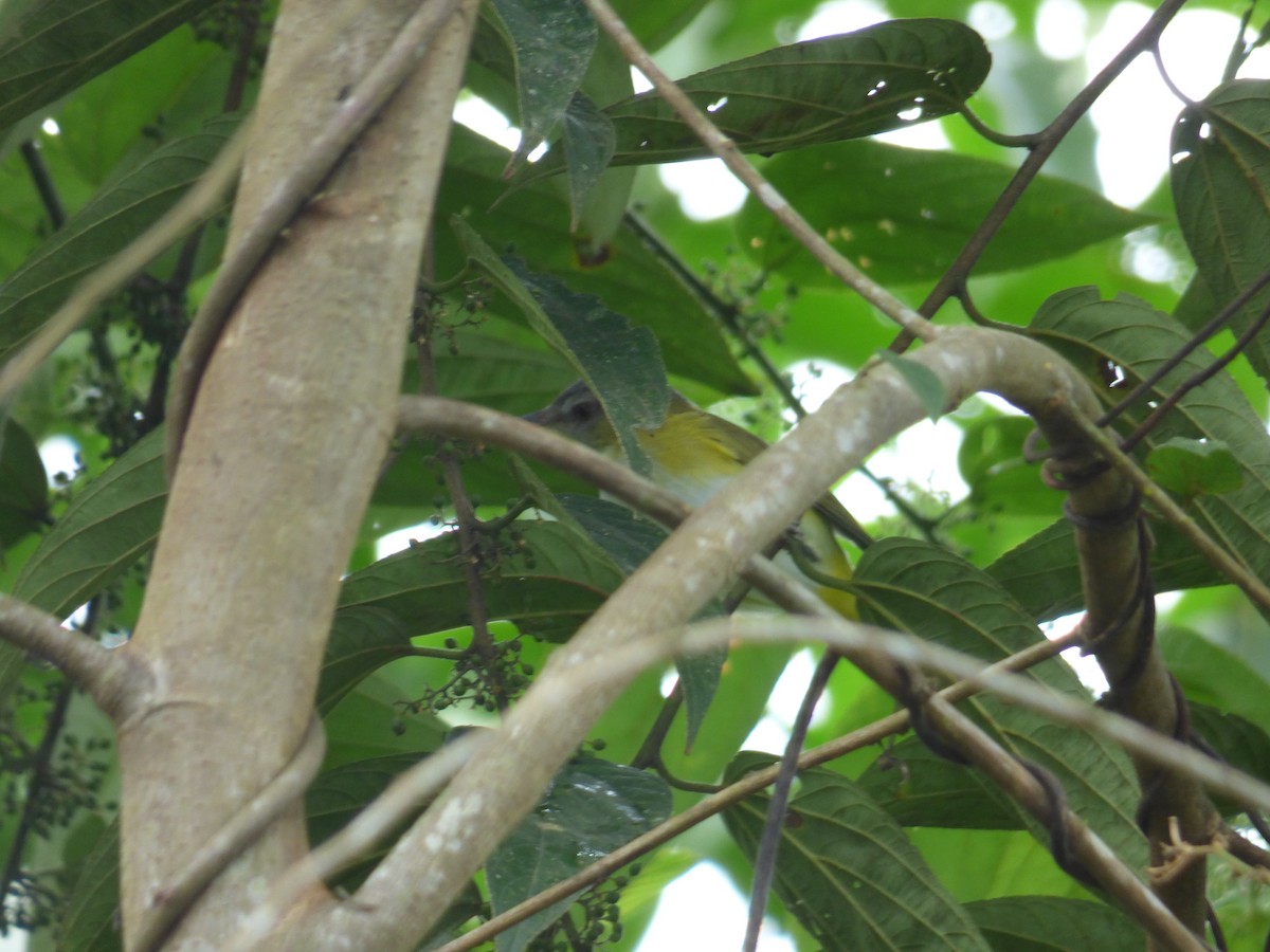 Yellow-green Vireo - ML644710534