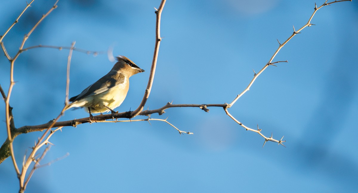 ヒメレンジャク - ML644710537