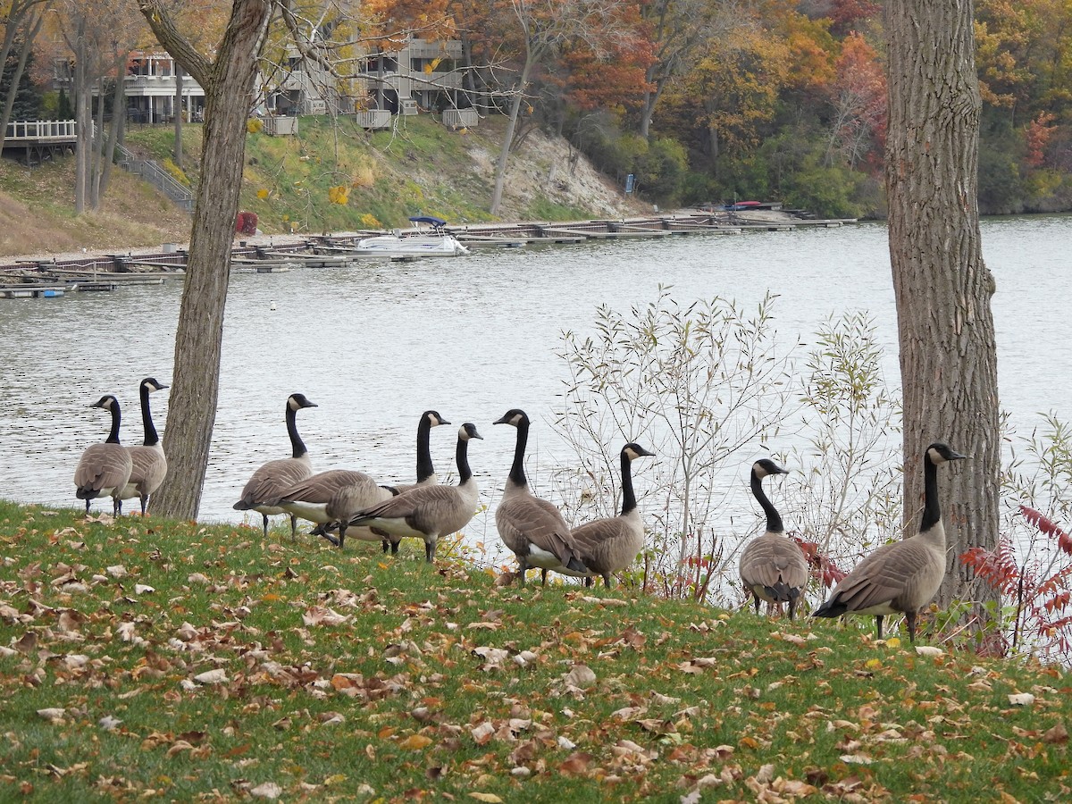 ברנטה קנדית - ML644710540