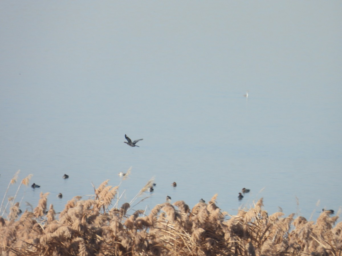 Pygmy Cormorant - ML644710542