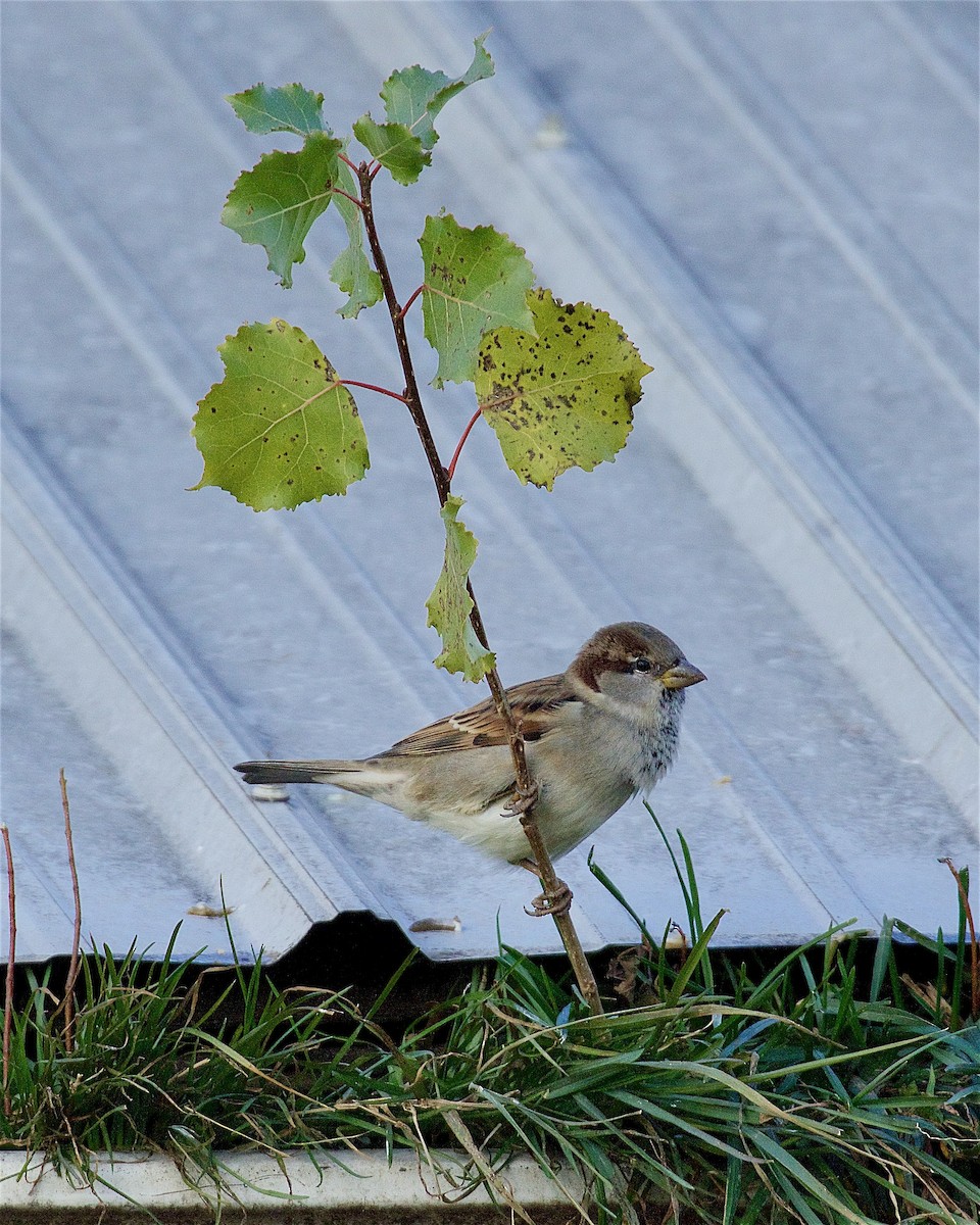 House Sparrow - ML644710557