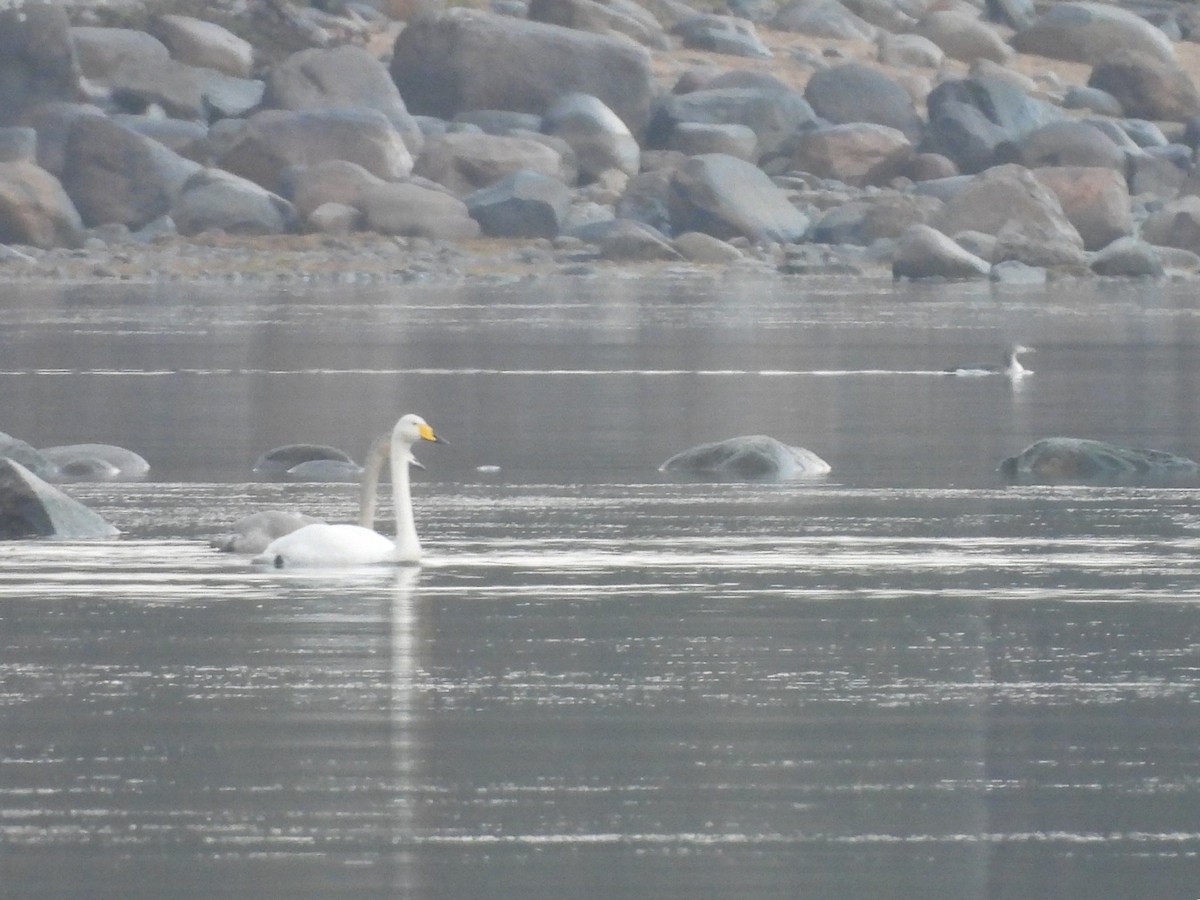 Whooper Swan - ML644710573