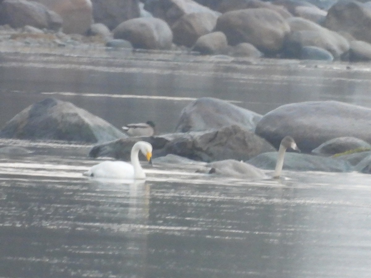Whooper Swan - ML644710574