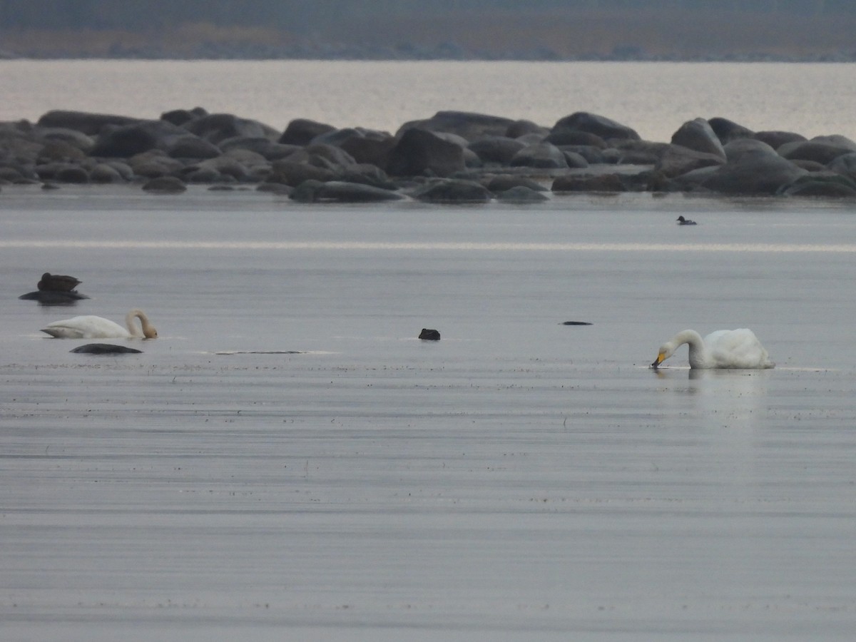 Whooper Swan - ML644710575