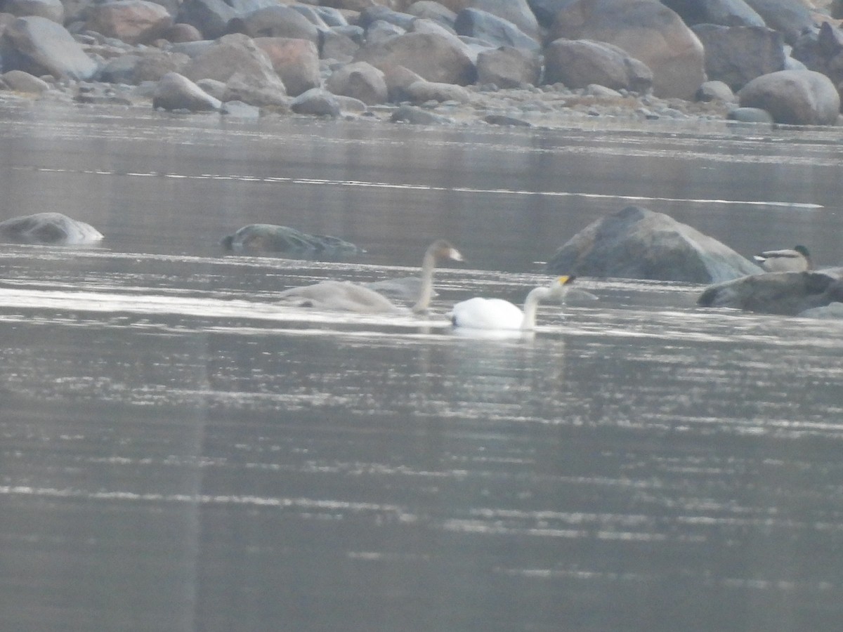 Whooper Swan - ML644710576