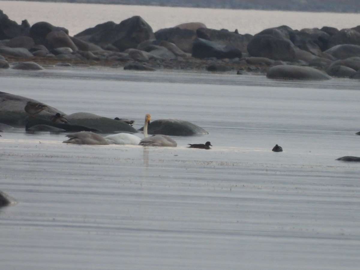 Whooper Swan - ML644710577