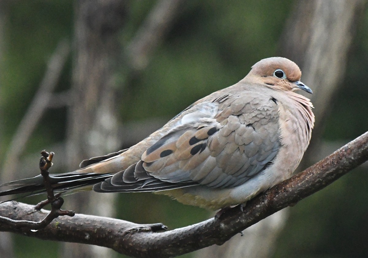 Mourning Dove - ML644710582