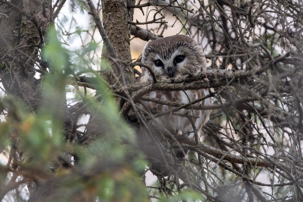 sýc americký - ML644710586