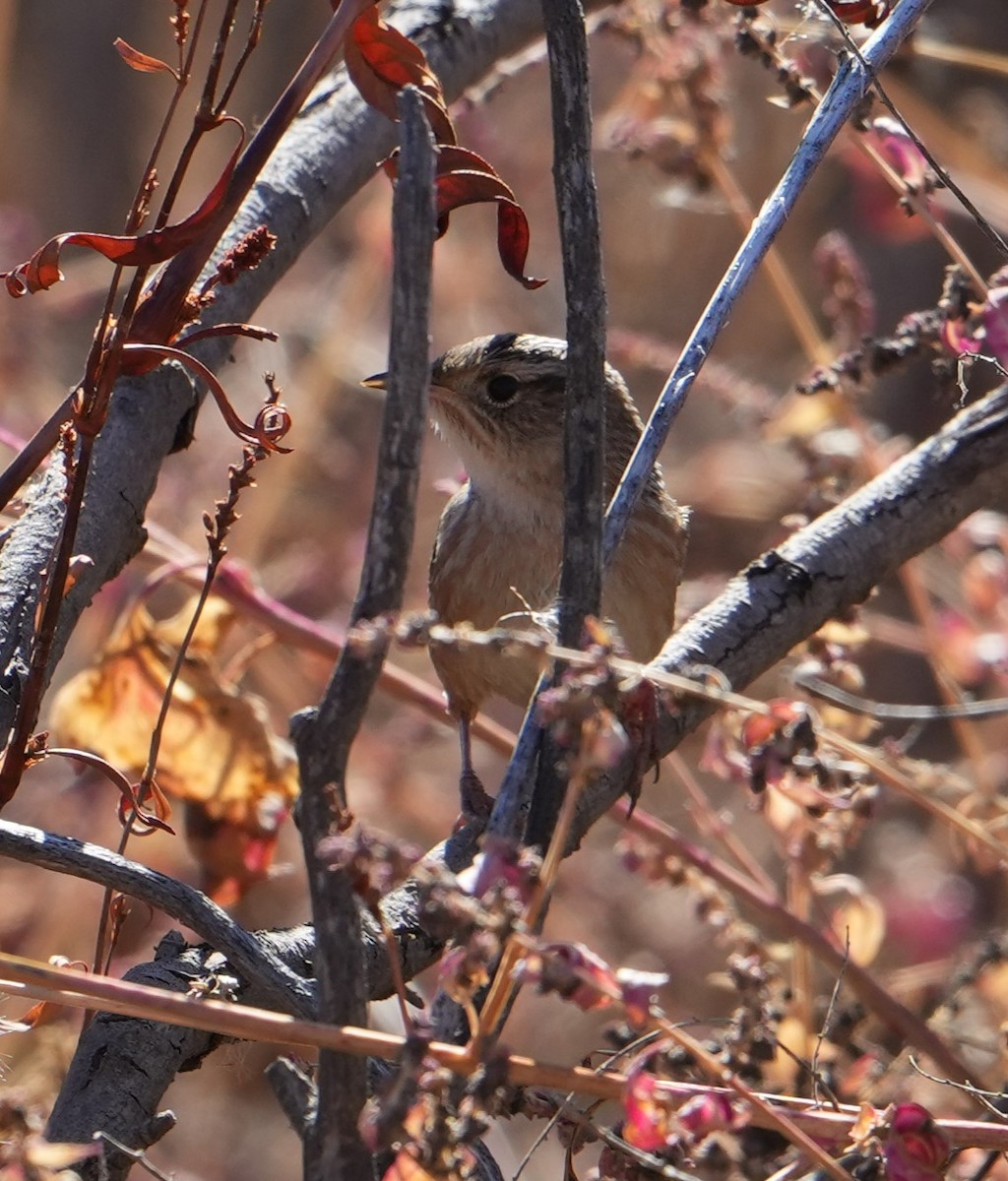 Sedge Wren - ML644710587