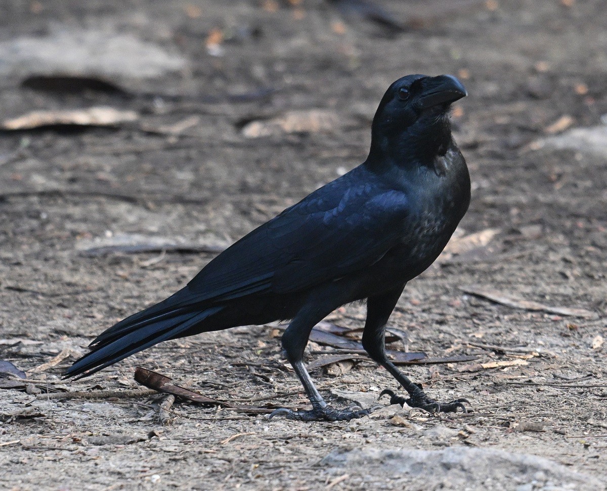 Large-billed Crow - ML644710589